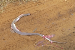 Kenya