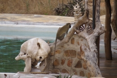 Kenya