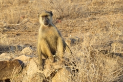 Kenya