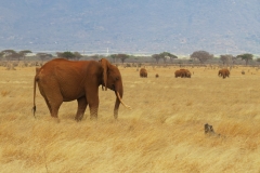 Kenya