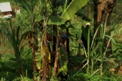Uganda
