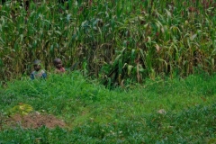 Uganda