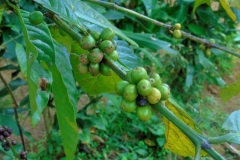Uganda
