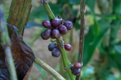 Uganda