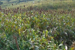 Uganda