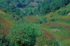 Uganda