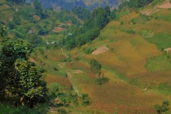 Uganda