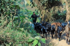 Uganda