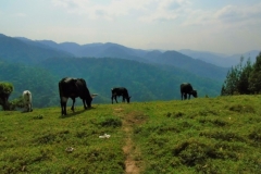 Uganda