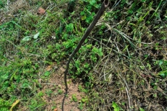 Uganda