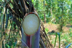 Uganda